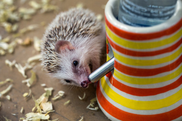 刺猬饮用水图片下载