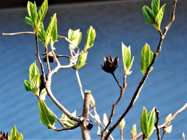 春天。新的嫩叶。抽象的彩色背景。图片下载