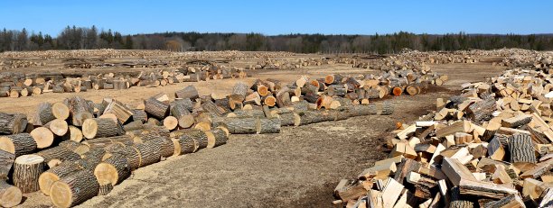在阳光明媚的春日加工用于烧柴的硬木图片下载