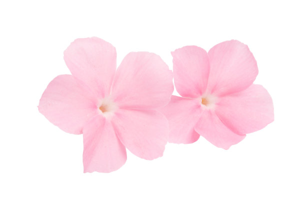 孤立的凤仙花的粉红色花图片下载