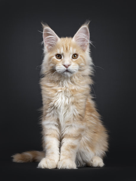 威严的红色银色缅因猫小猫在黑色图片下载