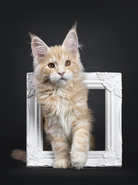 威严的红色银色缅因猫小猫在黑色图片下载