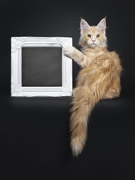 威严的红色银色缅因猫小猫在黑色图片下载