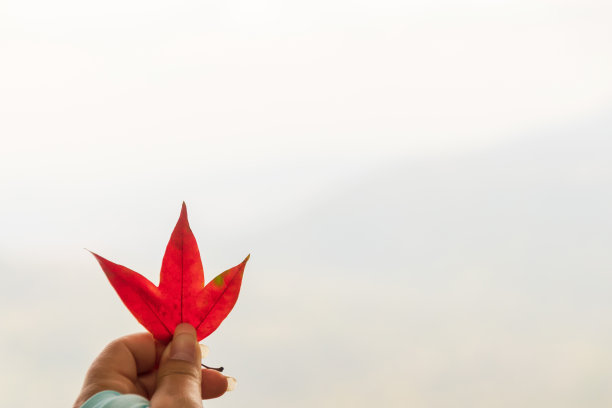 红色的枫叶在女性的手中。图片下载