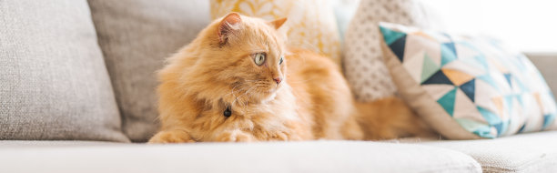 漂亮的猫在家里图片下载