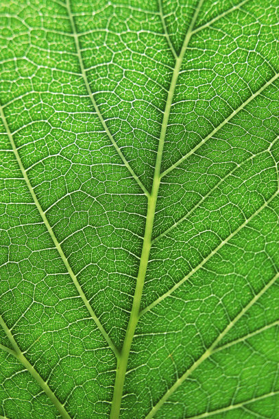 绿叶的细节图片下载