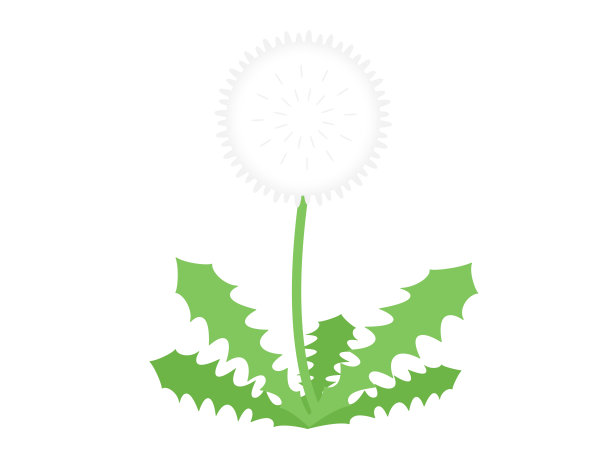 蒲公英图片下载