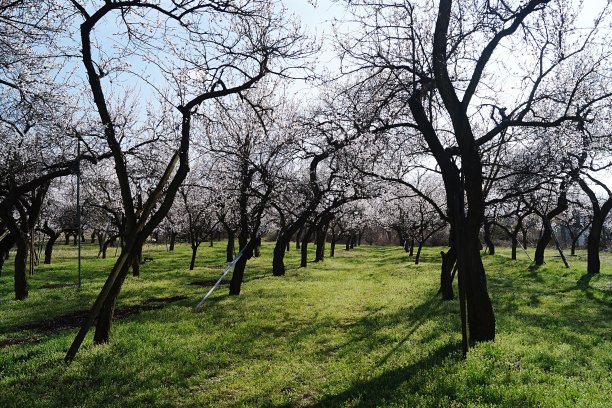 2019年，奥地利杏花盛开图片下载