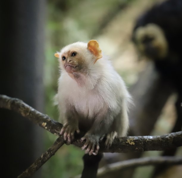 绒猴猴图片下载