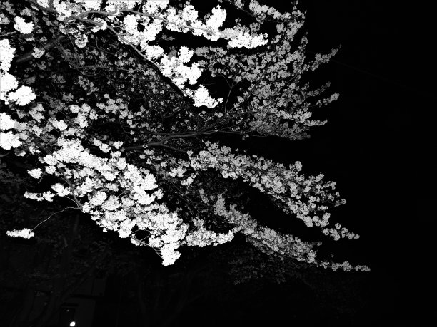 樱花在午夜开放。黑色和白色。图片下载