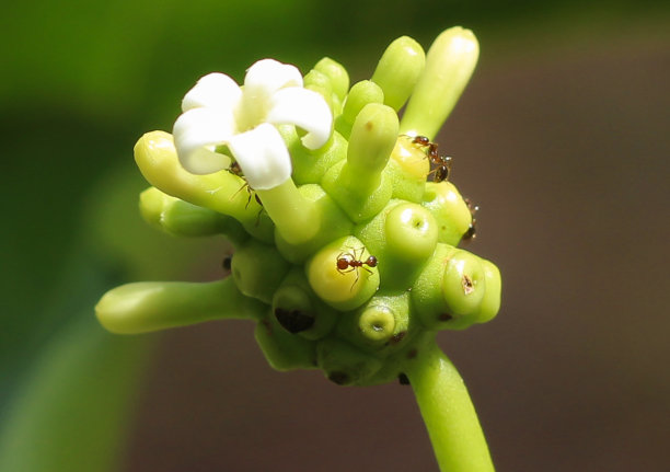 诺丽果和叶的封闭隔离。诺丽或印度桑葚(Morinda。Citrifolia Linn)花。有机农场树上的诺丽果。图片下载