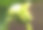 诺丽果和叶的封闭隔离。诺丽或印度桑葚(Morinda。Citrifolia Linn)花。有机农场树上的诺丽果。图片下载