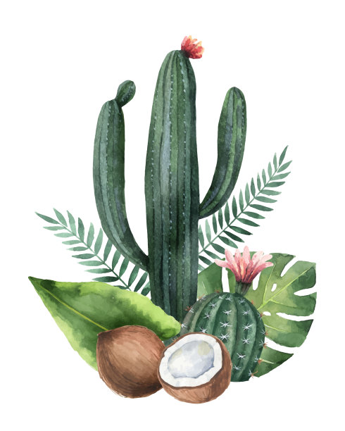 矢量水彩画热带植物，椰子和仙人掌。图片下载