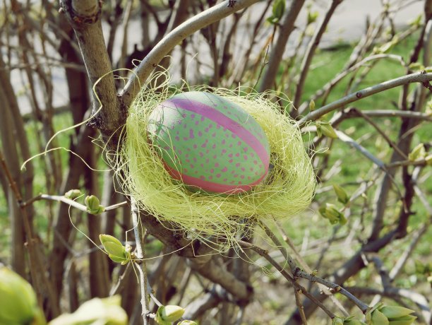 装饰蛋窝在灌木的树枝上，庆祝复活节的概念图片下载