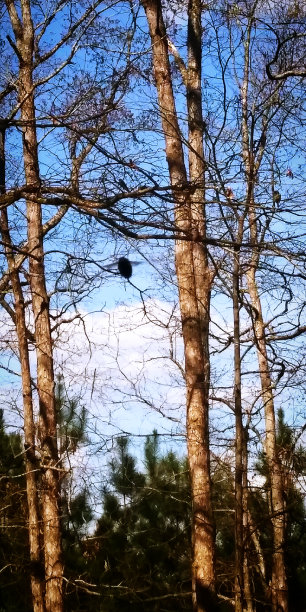 大黄蜂的飞行图片下载
