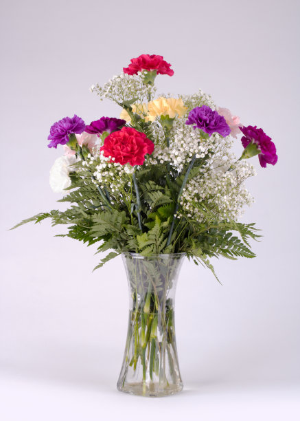 插花的康乃馨花瓶孤立在白色图片下载