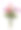 插花的康乃馨花瓶孤立在白色图片下载