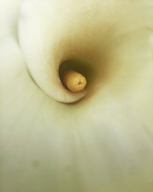 近距离拍摄马蹄莲图片下载