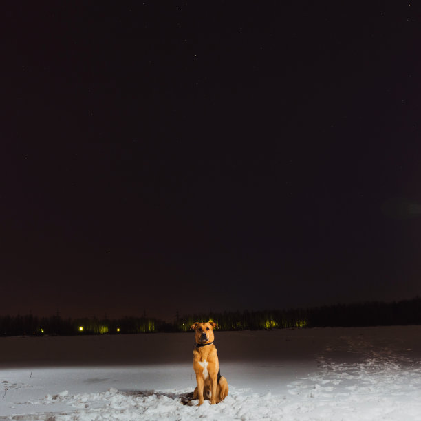 外面可爱的杂种狗。雪地里的杂种坐在田野里，看起来很伤心。图片下载