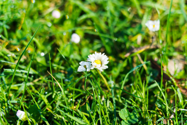 草和杂草花图片下载