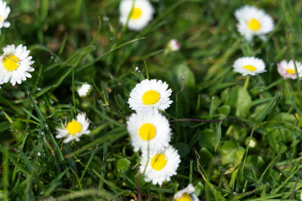 草和杂草花图片下载