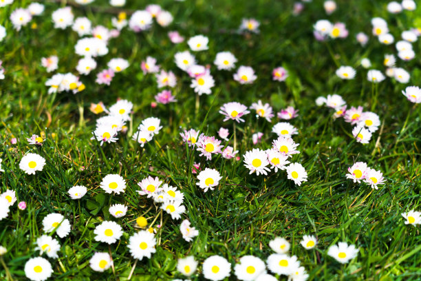 草和杂草花图片下载