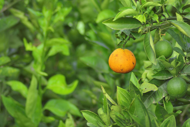 树上的橙子图片下载