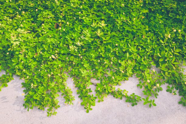 大自然的绿斑花生植物在墙上图片下载