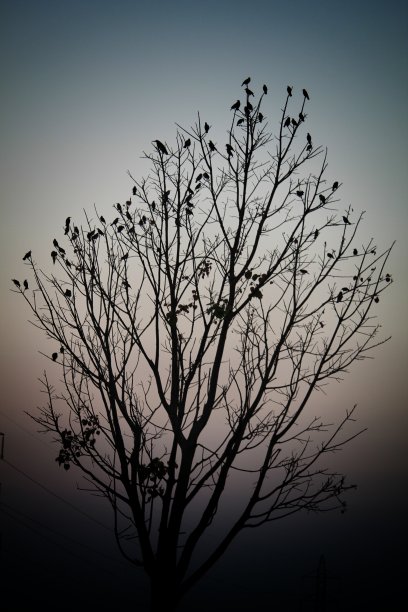 鸟坐在树上黑暗的主题自然背景高清图片下载