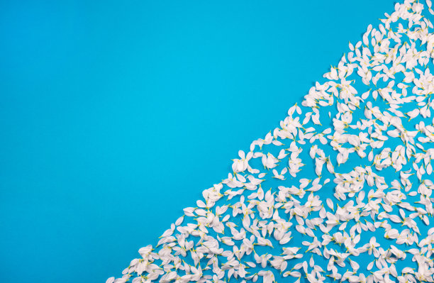 蓝色背景上的白色花瓣图片下载