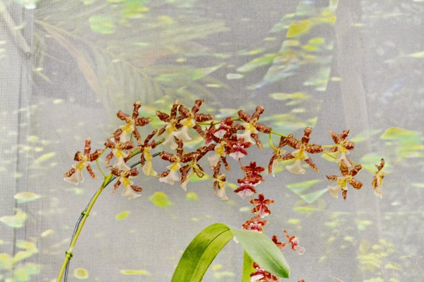 美丽的兰花图片下载