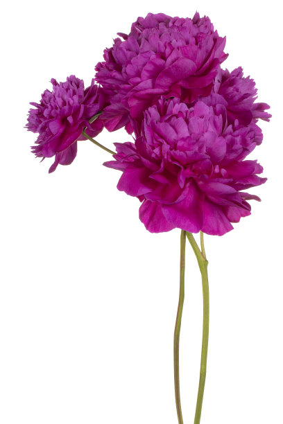 花孤立图片下载