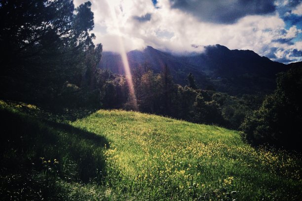 阳光照耀着盛开的野花图片下载