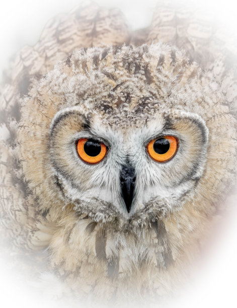 猫头鹰的眼睛图片下载