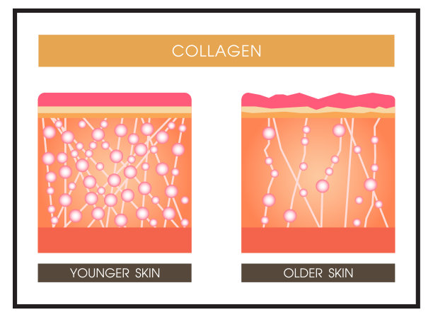 胶原蛋白，护肤载体图片下载