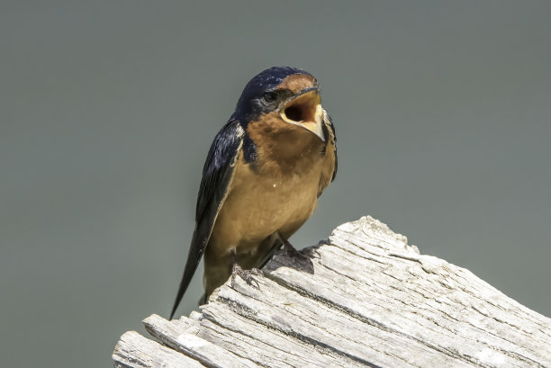 燕子栖息近距离素材图片
