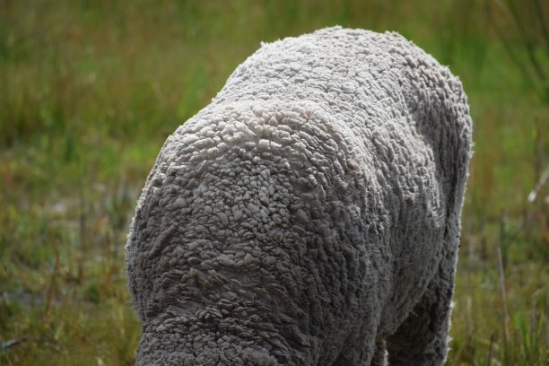 绵羊在阳光下回来了图片下载