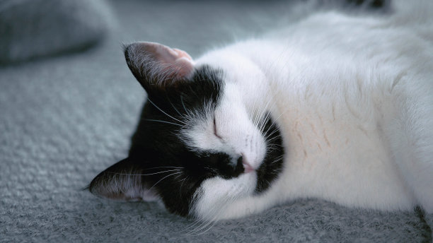 可爱，懒惰的小猫躺在床上图片下载