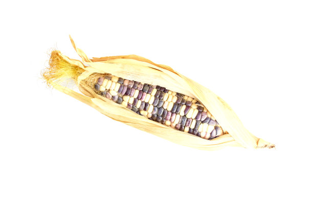 白色背景上的糯玉米图片下载