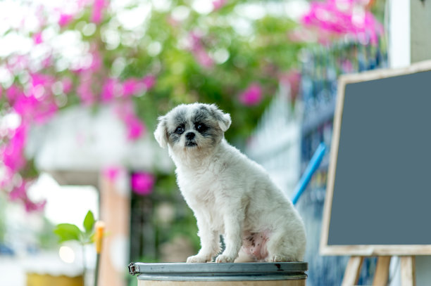 白色的狗图片，可爱的照片拍摄，爱狗的概念图片下载