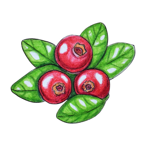 手绘水彩画一套浆果。图片下载