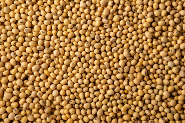 天然大豆背景图片下载