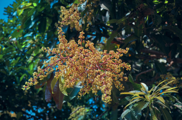 在西孟加拉邦的夏季，枝条上的芒果花图片下载