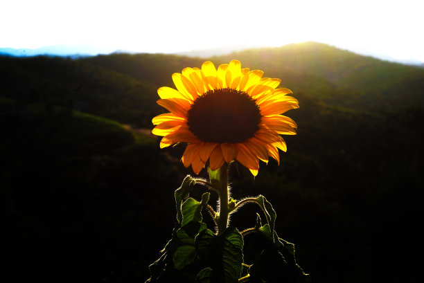 向日葵在现场图片下载