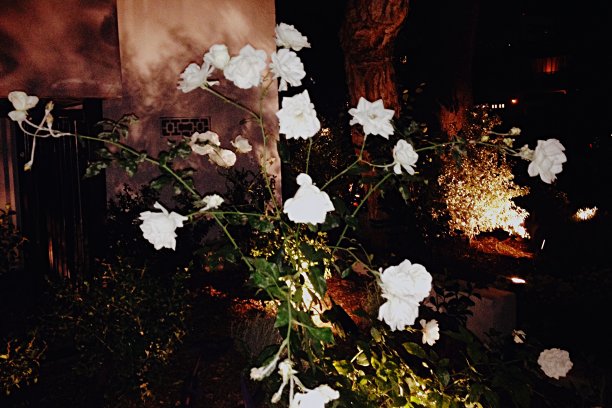 洛杉矶街头夜晚的白玫瑰图片下载