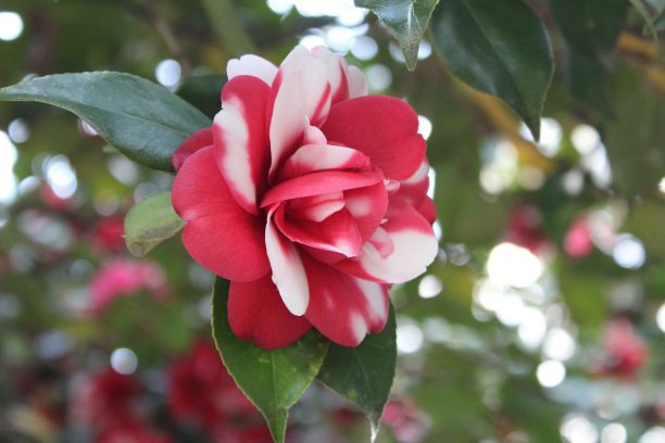 红白花图片下载