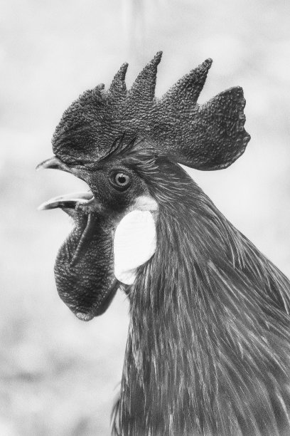 帮派……Quopping公鸡图片下载