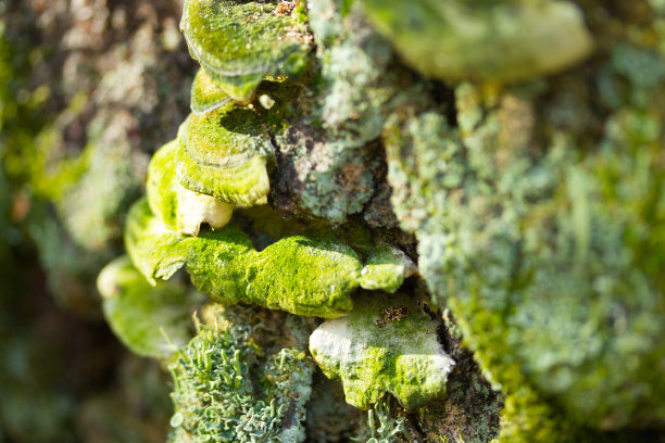 苔藓中的一组蘑菇图片下载