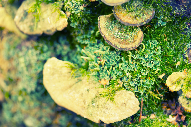 苔藓中的一组蘑菇图片下载