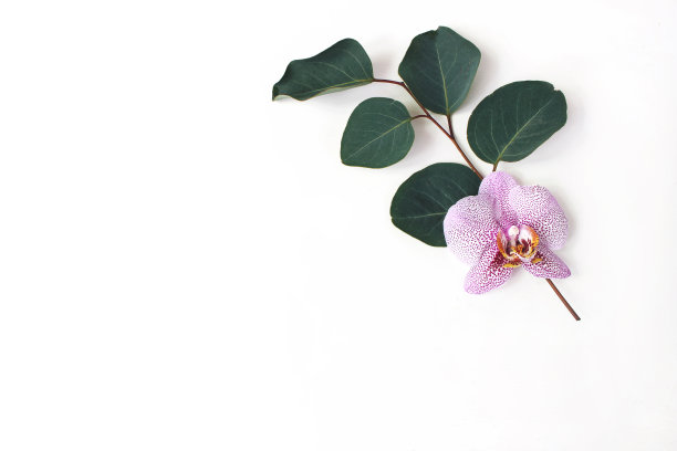 风格的库存图片。丛林花组成的桉树枝和粉红色蝴蝶兰花孤立在白色的背景。热带夏日度假，度假概念。平躺，俯视图。图片下载